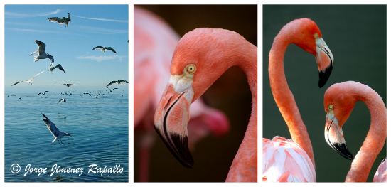 Greater Flamingos and Gulls