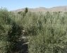 Finca for Sale Spain