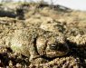 frogs_and_toads
