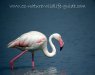 greater_flamingo