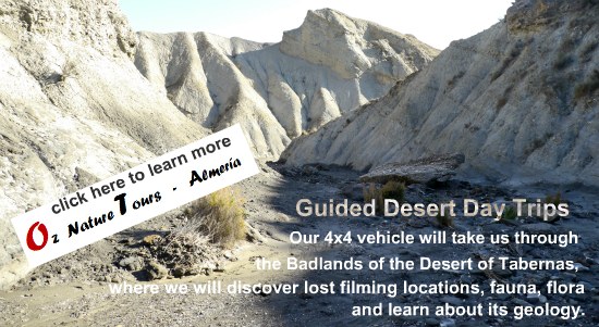Tabernas Desert Day Trip