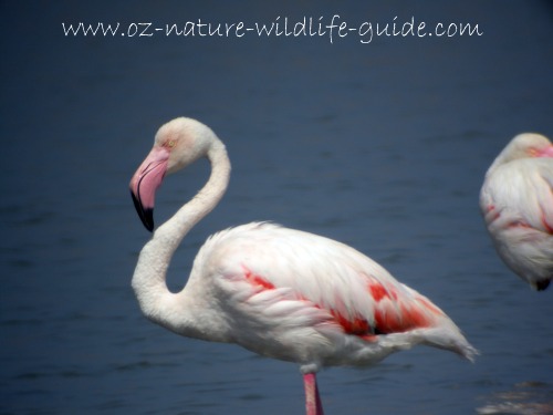 greater_flamingo