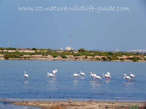 greater_flamingo