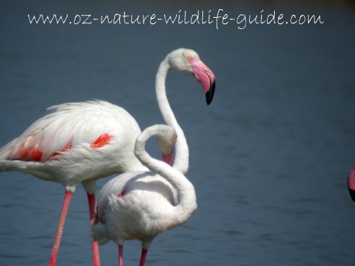 greater_flamingo