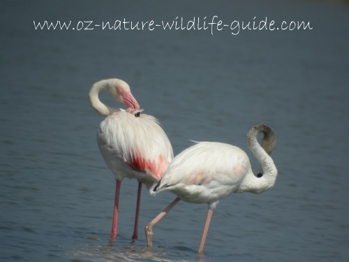 greater_flamingo