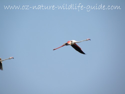 greater_flamingo