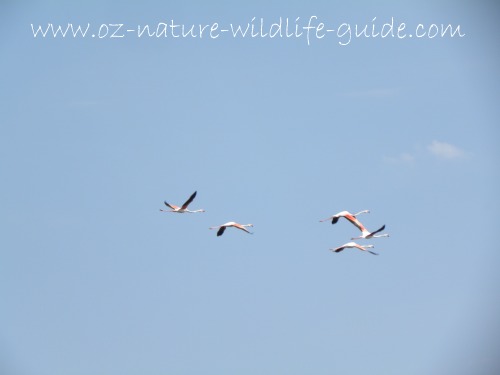 greater_flamingo