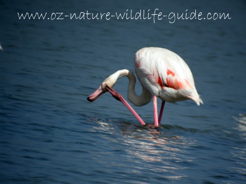 greater_flamingo