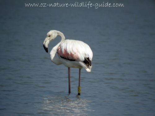 greater_flamingo