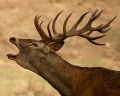 Deer Rut in Spain