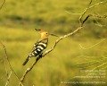 Wildlife Guide Spain