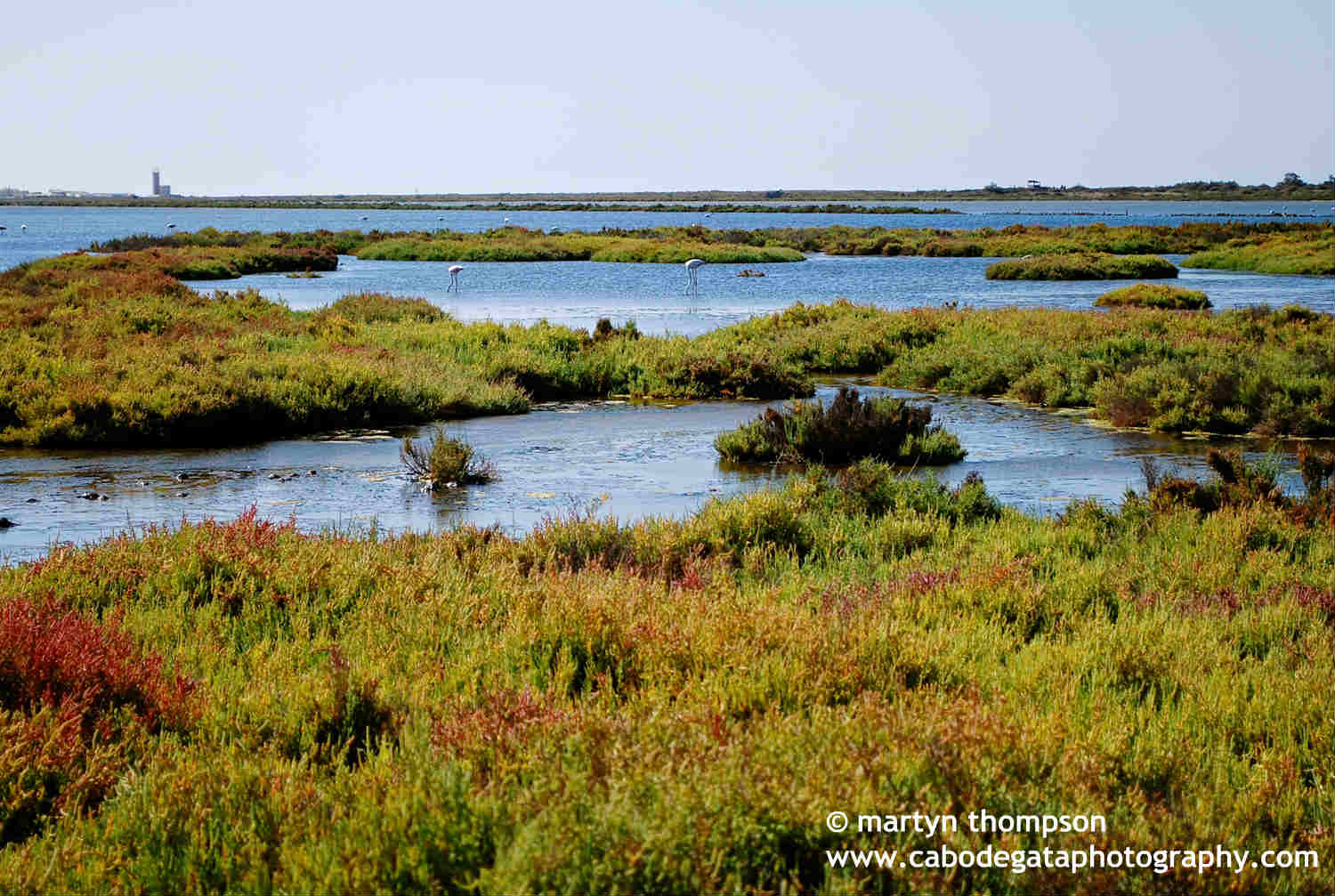 Bird Watching in Cabo de Gata Natural Park