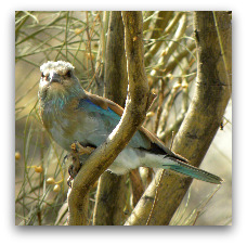 European Roller