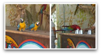Parrot Show at Oasys Theme Park