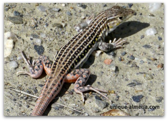 Red-tailed spiny footed Lizard