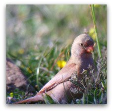 Trumpeter-Finch